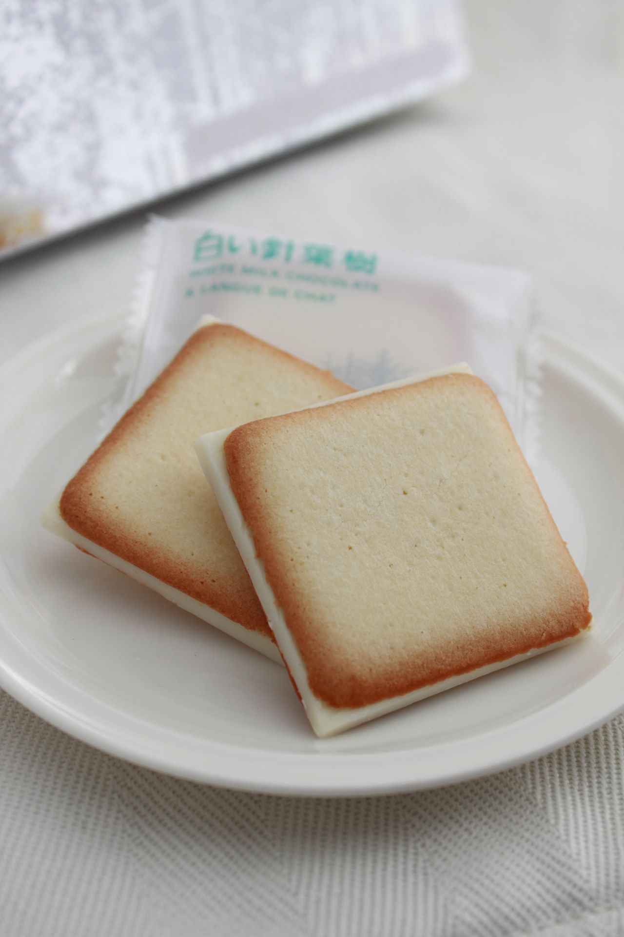 針葉樹写真2.JPG